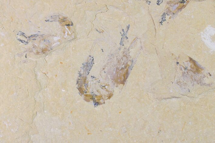 Two Cretaceous Fossil Shrimp - Lebanon #154580